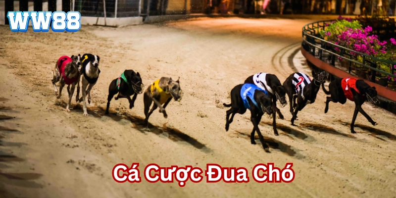 Cá Cược Đua Chó có gì hấp dẫn?